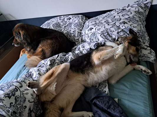 Freddys Kummerkasten-Beitrag-Bild