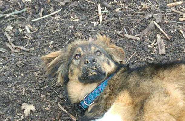 12. Farben Foto Challenge --- Braun-Beitrag-Bild