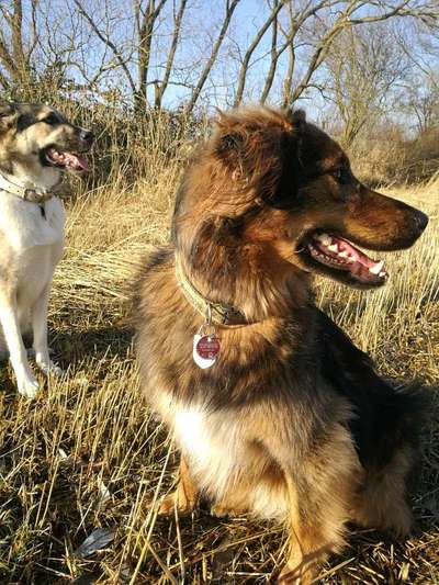 Auslandstierschutz-Beitrag-Bild