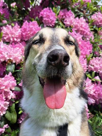 Freddys Kummerkasten-Beitrag-Bild