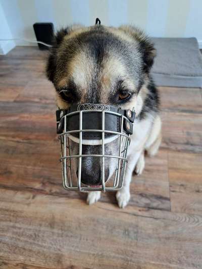 Wie sitzt mein Maulkorb / Maulkorb-Beratung-Beitrag-Bild