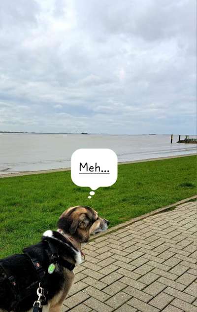 Freddys Kummerkasten-Beitrag-Bild