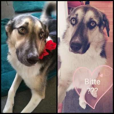 35.Collagen Challenge:„Bettelblick"-Beitrag-Bild