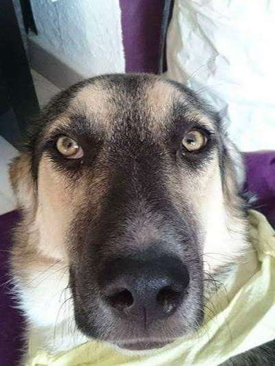 Dogorama Photo Challenge- genervter Blick-Beitrag-Bild