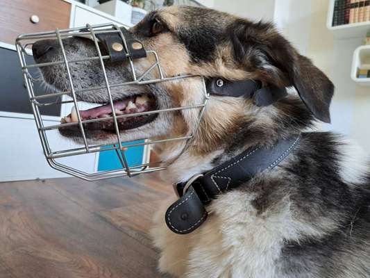 Wie sitzt mein Maulkorb / Maulkorb-Beratung-Beitrag-Bild