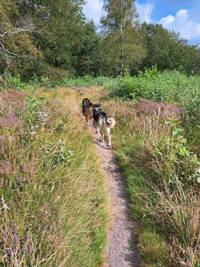 Freddys Kummerkasten-Beitrag-Bild