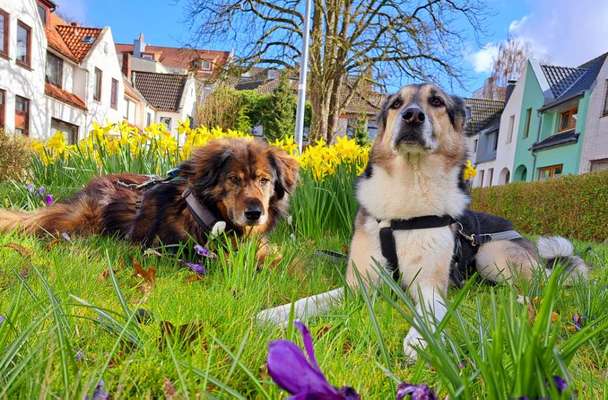 Freddys Kummerkasten-Beitrag-Bild