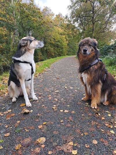 Freddys Kummerkasten-Beitrag-Bild