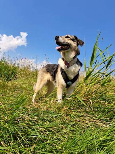 Freddys Kummerkasten-Beitrag-Bild