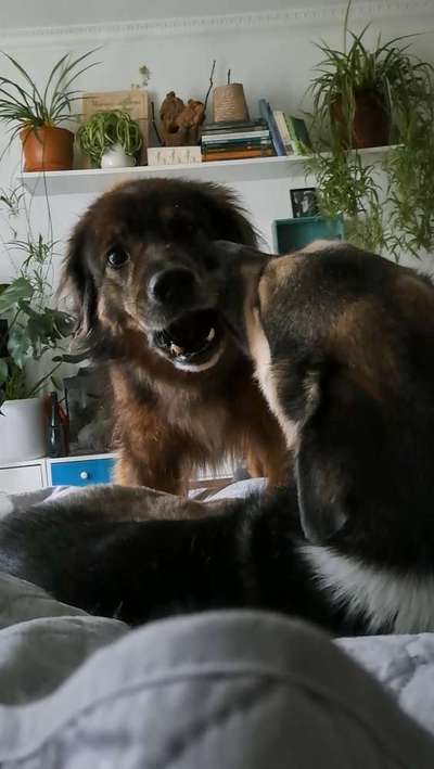 Freddys Kummerkasten-Beitrag-Bild