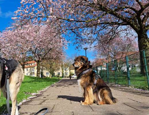 Freddys Kummerkasten-Beitrag-Bild