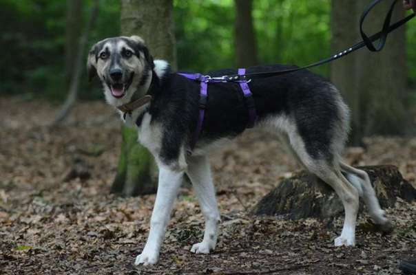 Weigert sich spazieren zu gehen-Beitrag-Bild