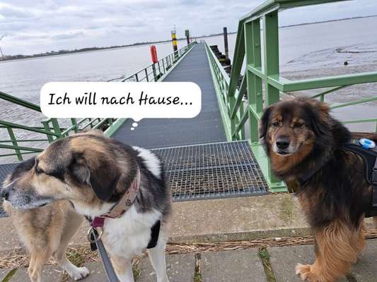 Freddys Kummerkasten-Beitrag-Bild