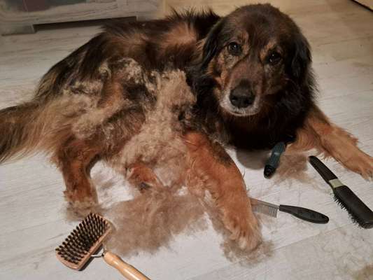 Freddys Kummerkasten-Beitrag-Bild