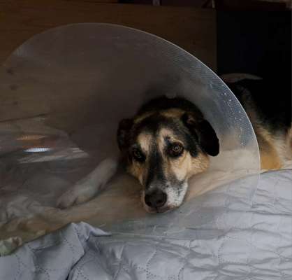 Freddys Kummerkasten-Beitrag-Bild