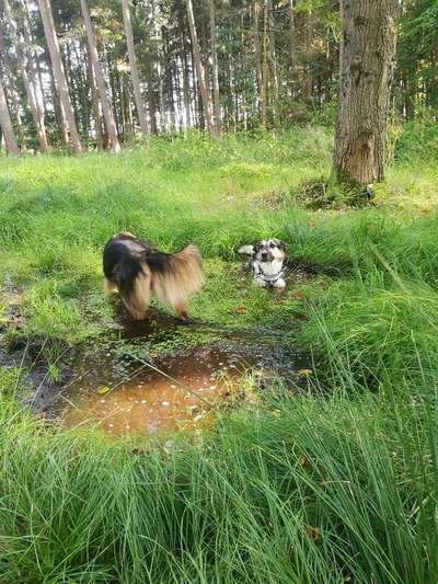 Farben Fotochallenge Thema ,,Grün"-Beitrag-Bild