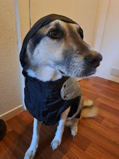 Freddys Kummerkasten-Beitrag-Bild