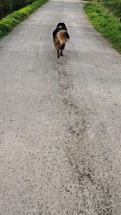 Freddys Kummerkasten-Beitrag-Bild