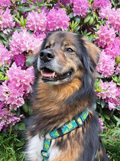 Freddys Kummerkasten-Beitrag-Bild