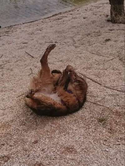 Dogorama Photo Challenge - Wälzen-Beitrag-Bild