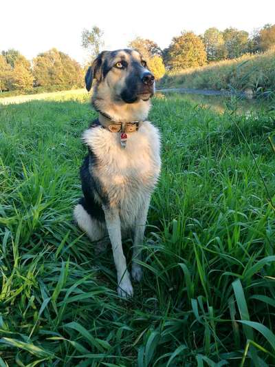 Kangal Fans ! ! ! !-Beitrag-Bild