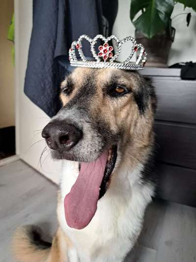 Freddys Kummerkasten-Beitrag-Bild