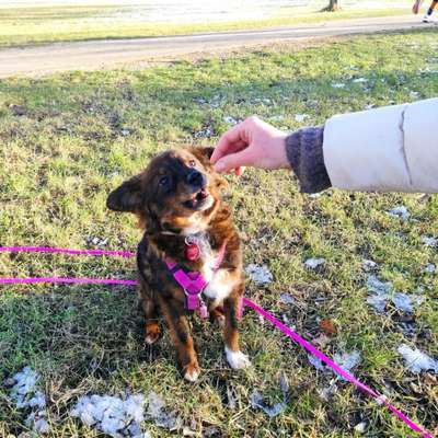 Hundetreffen-Treffen zum Spiel im Nordpark-Bild