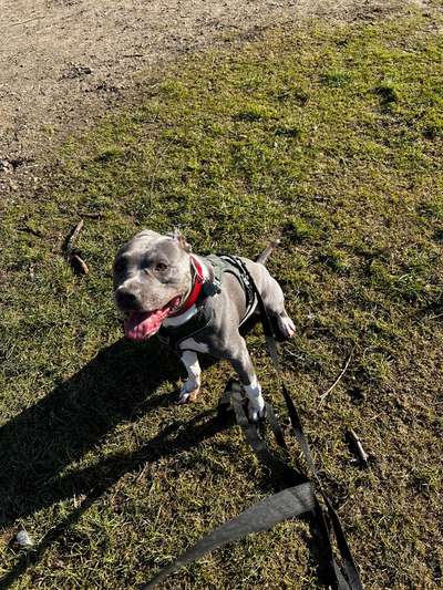 Hundetreffen-Gassy/Spielerunde-Bild