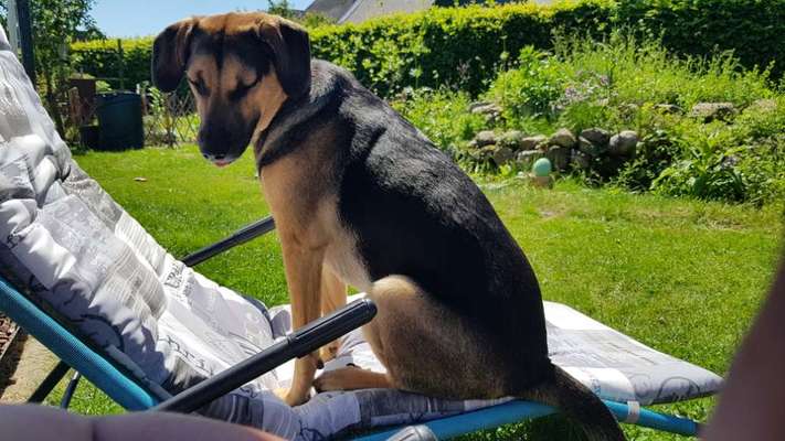 Die Dogorama Monats Challenge "Es grünt und blüht"-Beitrag-Bild