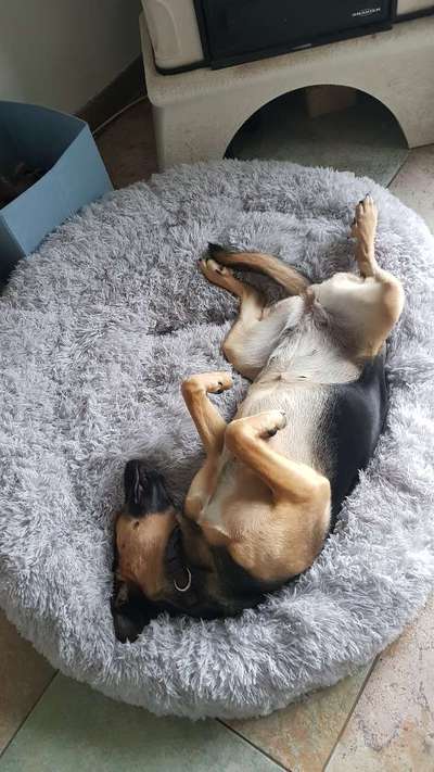 Tierschutzhund ist meine Lieblingsrasse-Beitrag-Bild