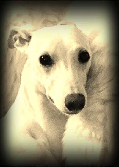 Windhunde - Treffen der besonderen Schönheiten
HERZLICH WILLKOMMEN-Beitrag-Bild