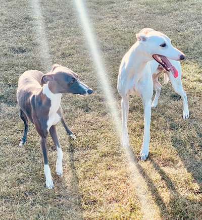 Windhunde - Treffen der besonderen Schönheiten
HERZLICH WILLKOMMEN-Beitrag-Bild