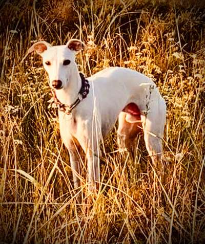 Whippet-Beitrag-Bild