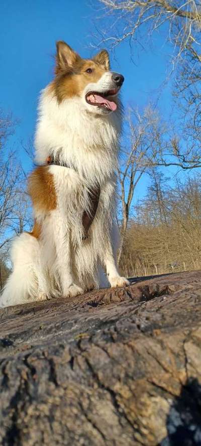 Langhaar Collies-Beitrag-Bild