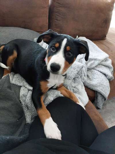 Appenzeller Sennenhunde-Beitrag-Bild