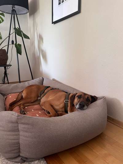 Tierschutzhunde suchen ein Zuhause-Beitrag-Bild