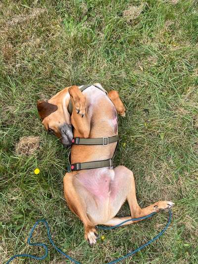 Tierschutzhunde suchen ein Zuhause-Beitrag-Bild