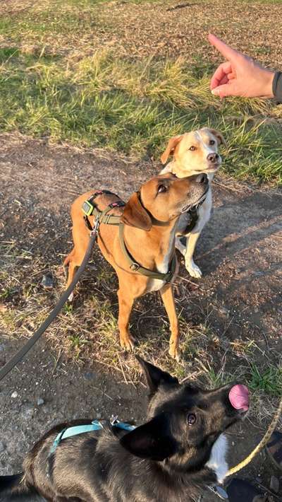 Tierschutzhunde suchen ein Zuhause-Beitrag-Bild