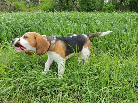 Hundetreffen-Welpenspielplatz-Bild