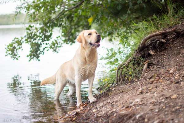 Labradorfans-Beitrag-Bild