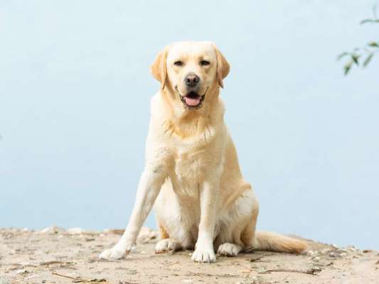 Labradorfans-Beitrag-Bild