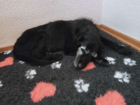 Labradorfans-Beitrag-Bild