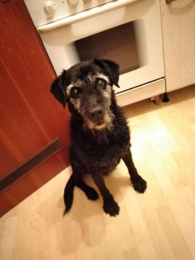 Labradorfans-Beitrag-Bild