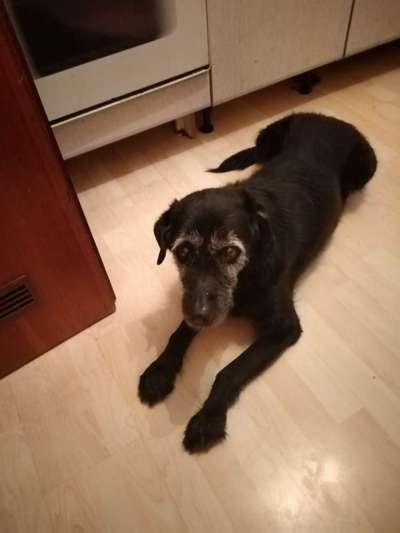 Labradorfans-Beitrag-Bild