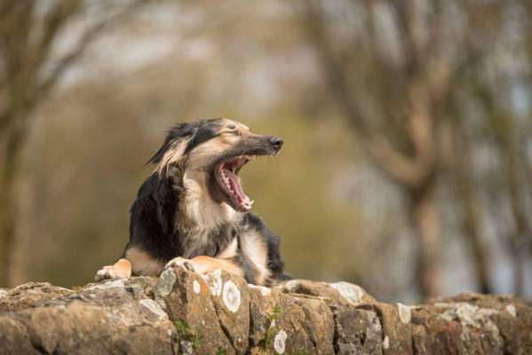 Fotosammlung: ,,Der natürliche Hund" Unbearbeitet, ungestellt und in Natura-Beitrag-Bild