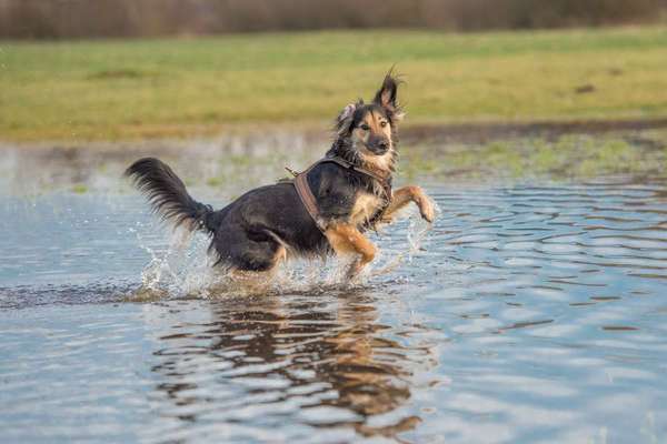 Fotosammlung: ,,Der natürliche Hund" Unbearbeitet, ungestellt und in Natura-Beitrag-Bild