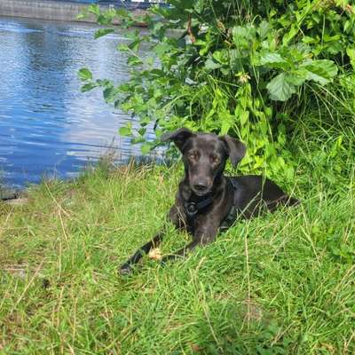 Hundetreffen-Social Walk-Bild