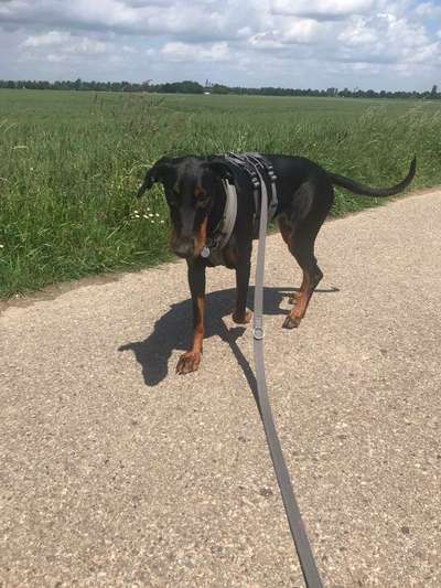 Dobermann Austausch-Beitrag-Bild