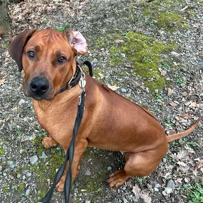 Hundetreffen-Trainingspartner für Ridgeback Hündin-Bild