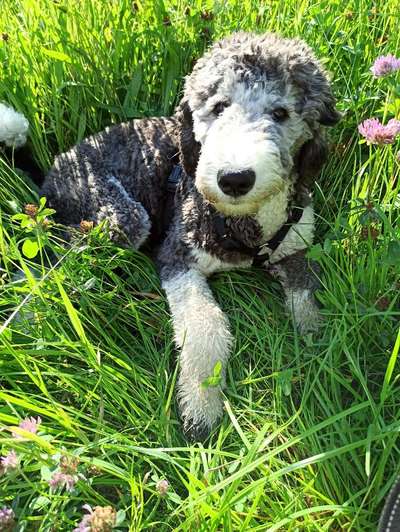 Die Dogorama Kalender Challenge 4/4-Beitrag-Bild